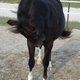 BEEquestrian BEEquestrian