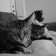 Catmosphere Catmosphere