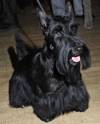 Scottish Terrier