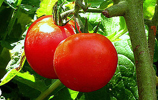 What Are Early Girl Tomatoes? What Are Early Girl Tomatoes?