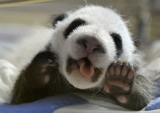 http://media1.popsugar-assets.com/files/2010/10/40/5/192/1922243/1a9dd698cbf356e2_pandaw/i/Pictures-Pandas-Madrid-Zoo.jpg