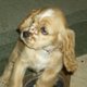 missmydog missmydog
