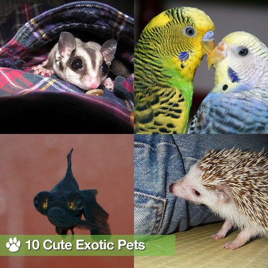 Pictures of Exotic Pets Pictures of Exotic Pets