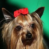Pictures of Dog Hairstyles