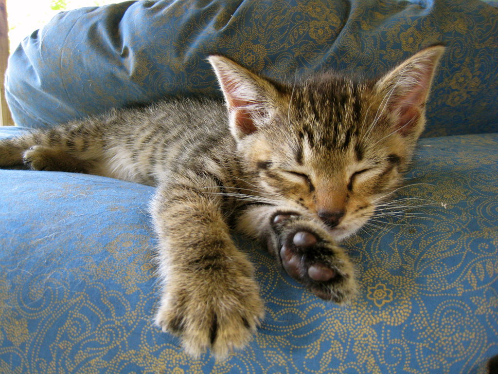 You're getting very sleepy . . .
Source: Flickr user BruceTurner
You're getting very sleepy . . .
Source: Flickr user BruceTurner