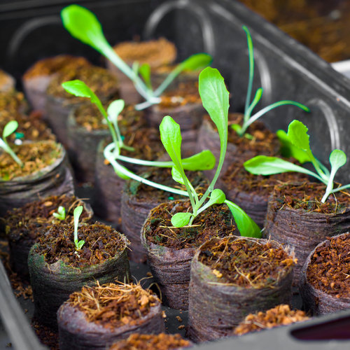 Grow Your Own Food Grow Your Own Food