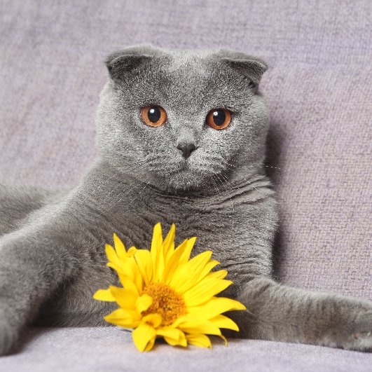 Which Fall Flowers Are Poisonous to Pets? Which Fall Flowers Are Poisonous to Pets?