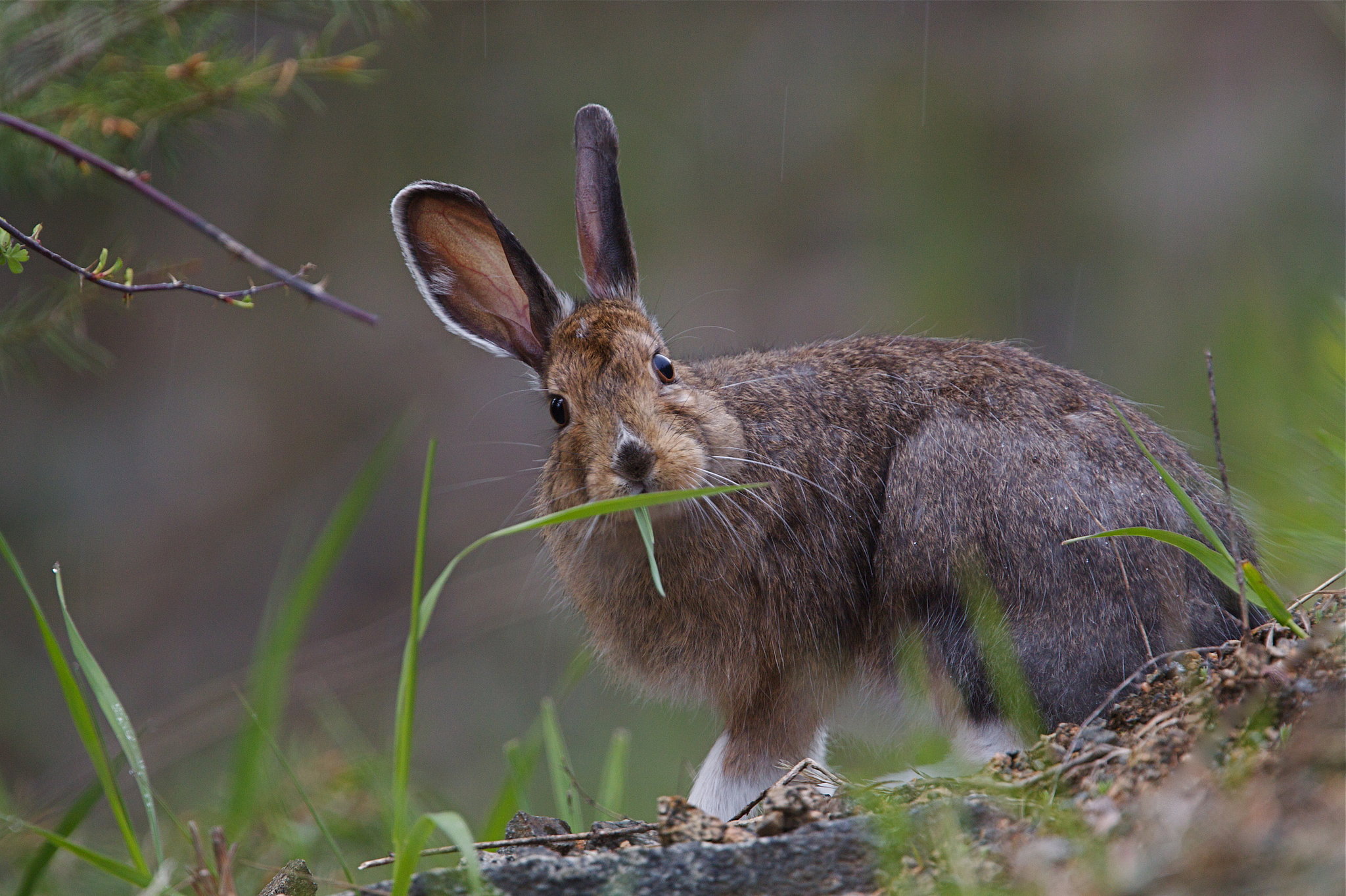 Summer Snowshoe Hare Costume Change Animals Whose Colors Adapt With