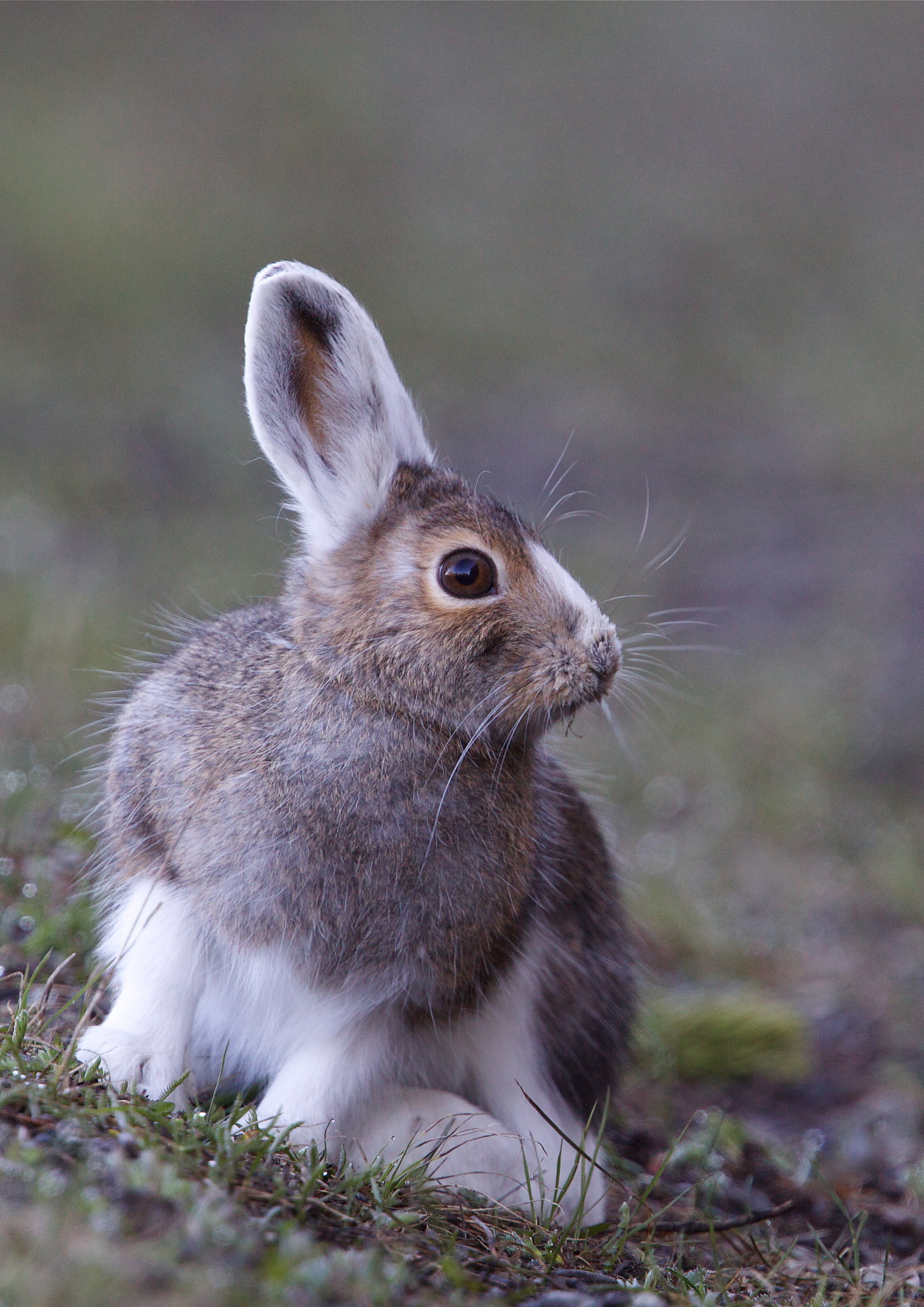 Fall Snowshoe Hare Costume Change Animals Whose Colors Adapt With