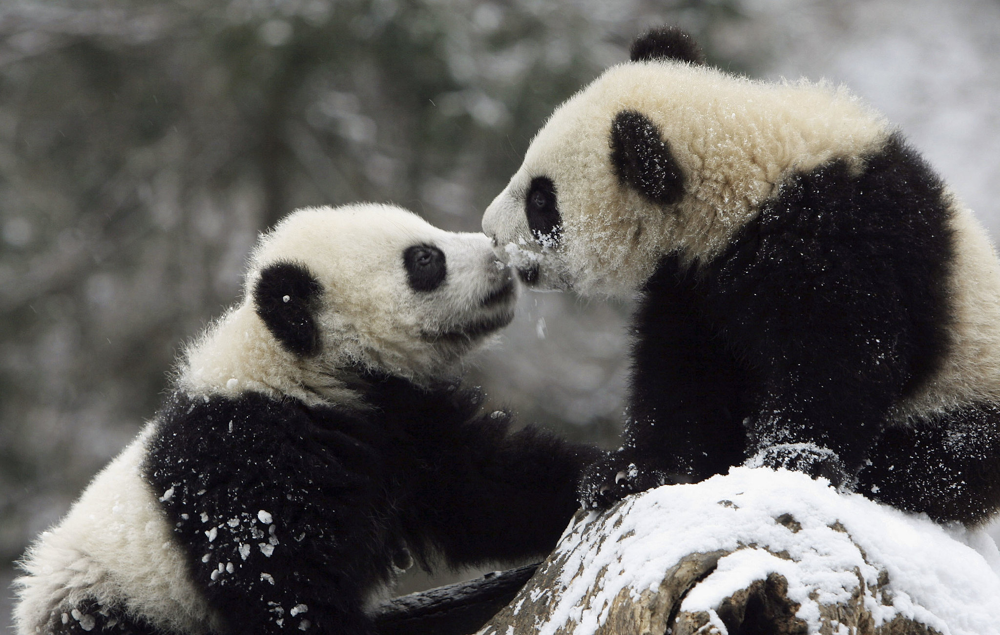 Can Pandas Procreate? - Homeostasis Lab