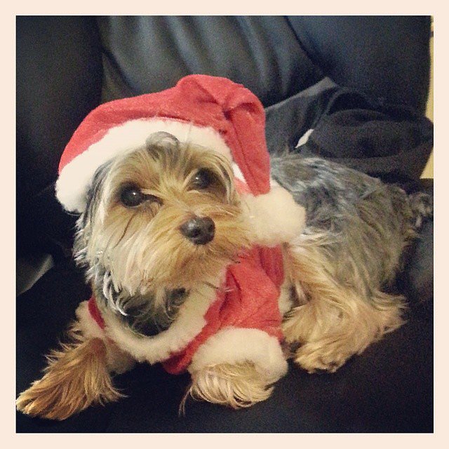 Cute Dogs in Santa Hats Pictures POPSUGAR Pets