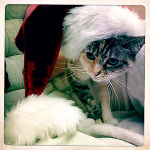 Holiday Pet Pictures Holiday Pet Pictures