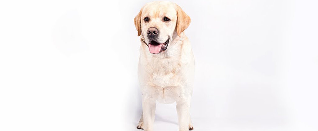 Top Dog Breeds of 2013 | POPSUGAR Pets