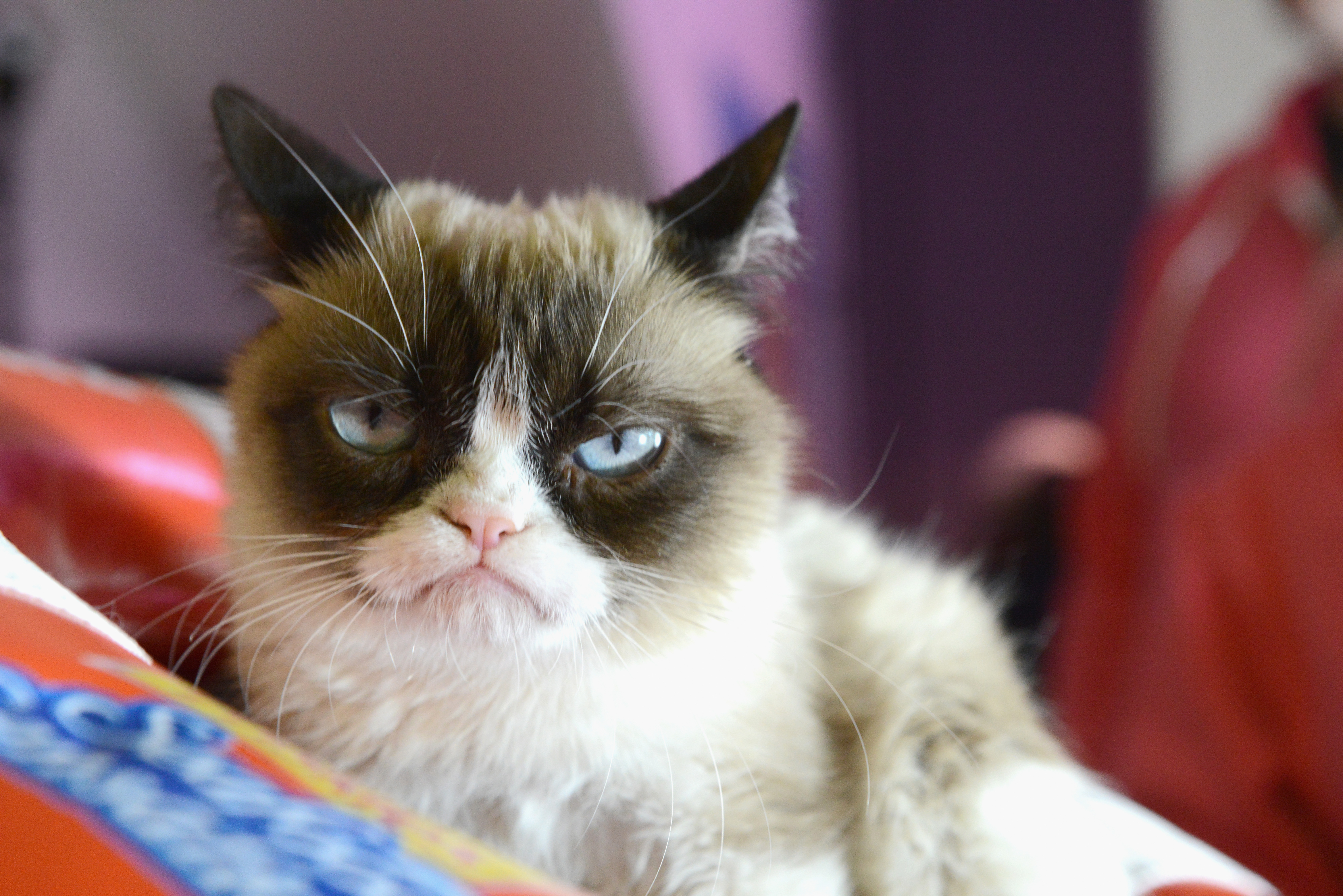 grumpy old cat