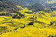 Canola Flower Fields, China