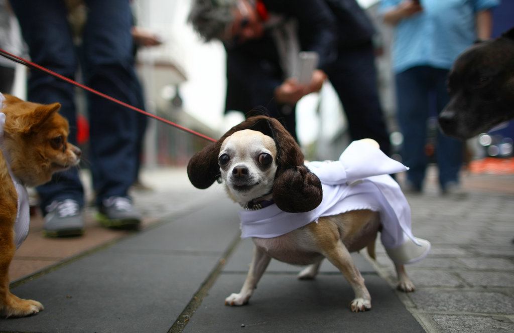 Creative Dog Costumes POPSUGAR Tech