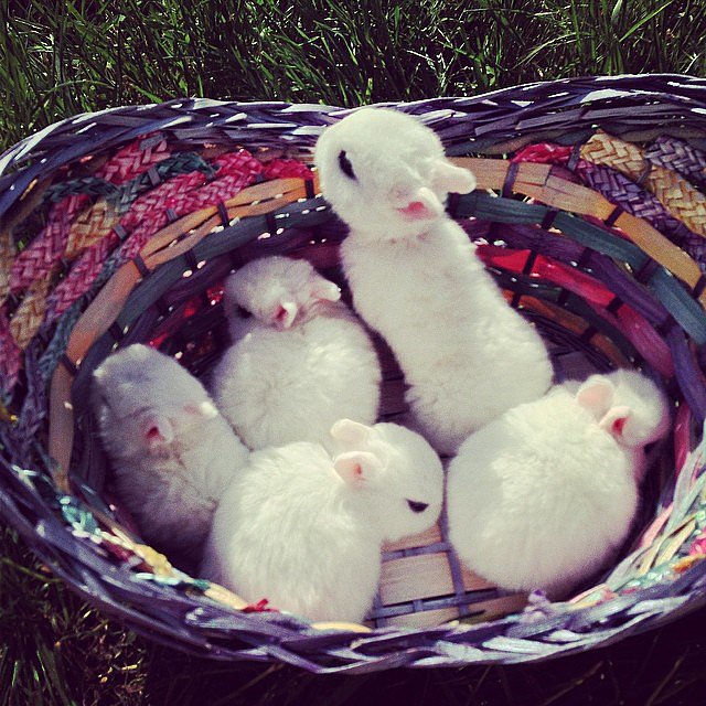 a-group-of-bunnies-is-called-a-fluffle-13-facts-that-will-immediately