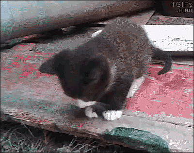 Clumsy-kitten.gif