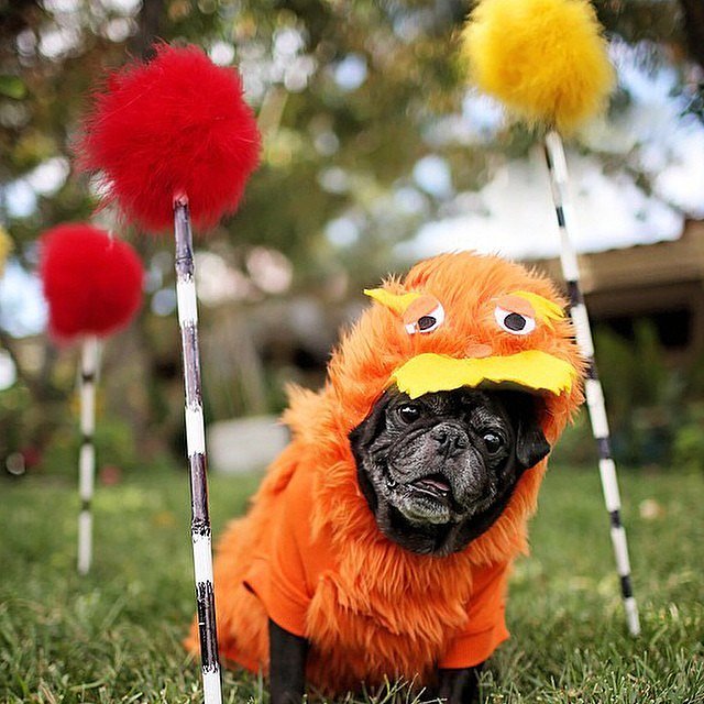 Creative Dog Costumes POPSUGAR Tech