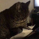 Cat Flicking Paper | Video