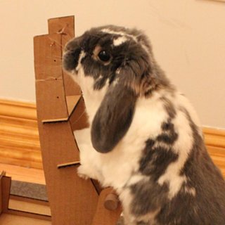 Bunny Pushing a Beer Cart
