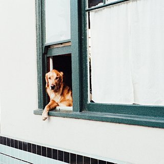 Summer Travel Tips For Pet Parents