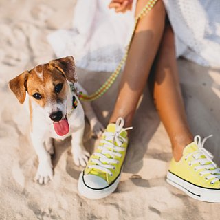Bicoastal Dog Trends
