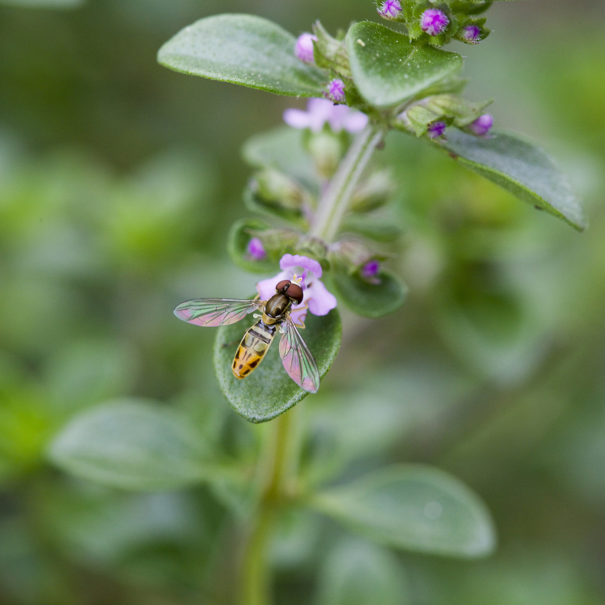 Lemon Thyme Worried About Zika? These 12 Plants Naturally Repel