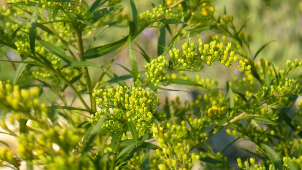 plants that repel mosquitos popsugar home australia plants that repel mosquitos popsugar home australia