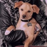 Find Out Which Brand Ariana Grande's Adorable Pup Is Modeling For