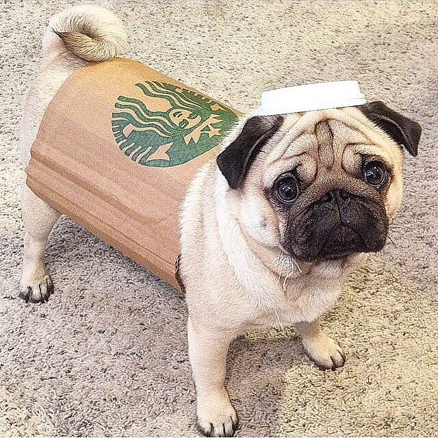 Starbucks Cup 25 LOLWorthy Dogs Dressed as Food POPSUGAR Food