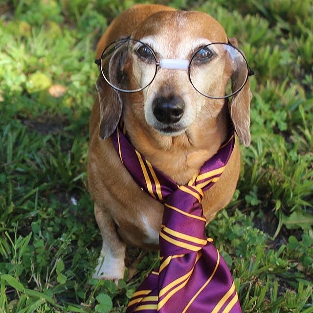 Harry Potter Costumes For Dogs POPSUGAR Pets