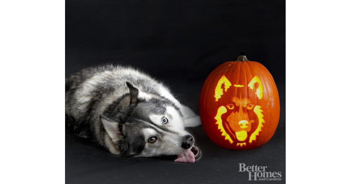 Siberian Husky 22 Downloadable Dog Breed Pumpkin Stencils POPSUGAR Pets