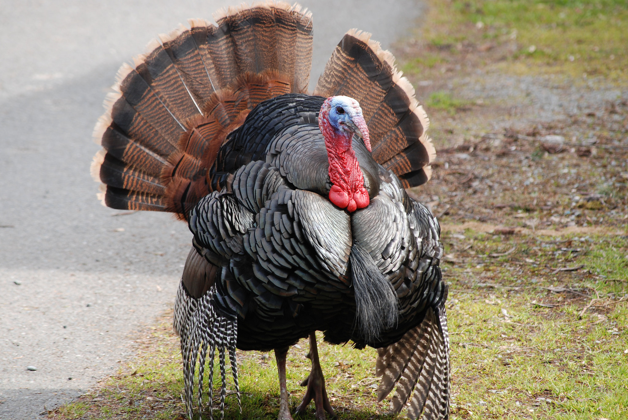 adopt-a-turkey-for-thanksgiving-popsugar-pets