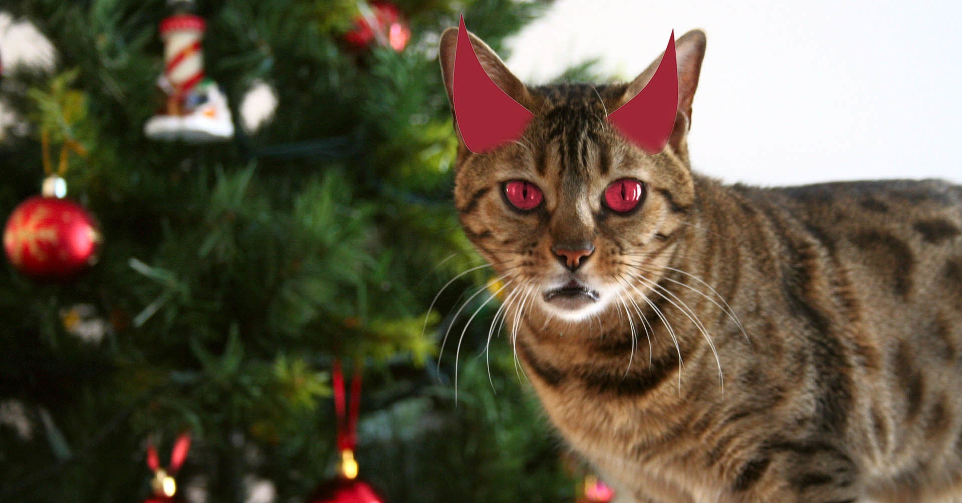 Cats Attack Christmas Trees POPSUGAR Pets