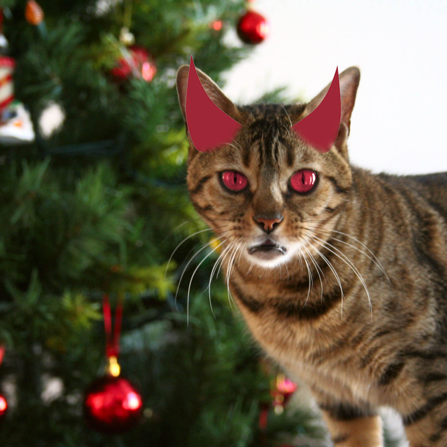 Cats Attack Christmas Trees POPSUGAR Pets