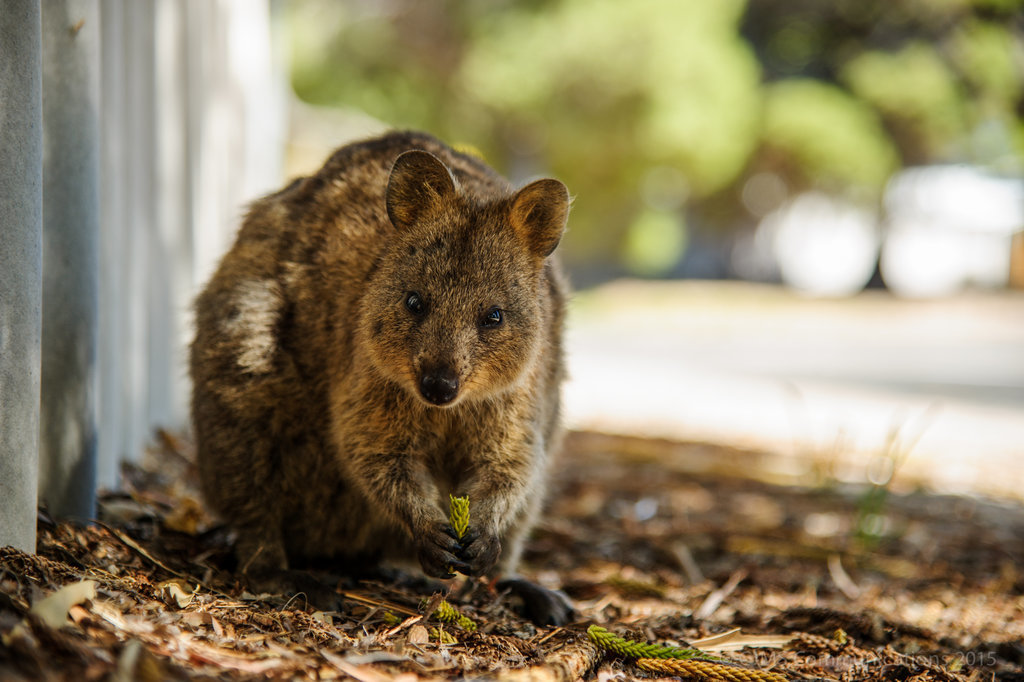 What Is a Quokka? POPSUGAR Pets