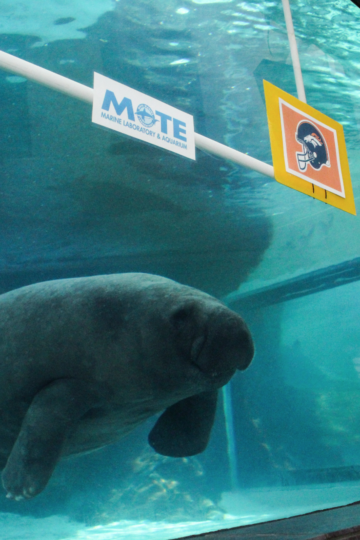 1000+ images about Manatees on Pinterest | Florida, Key largo florida