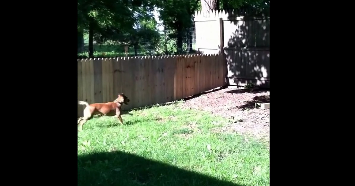 Dog Jumping Over Fence Video POPSUGAR Pets