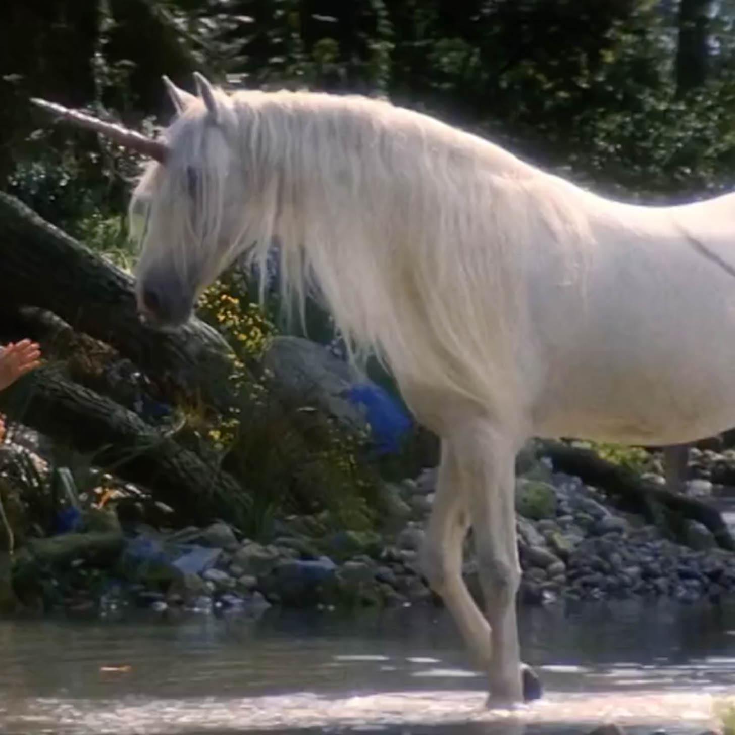 Study Proves Unicorns Are Real Video POPSUGAR Pets