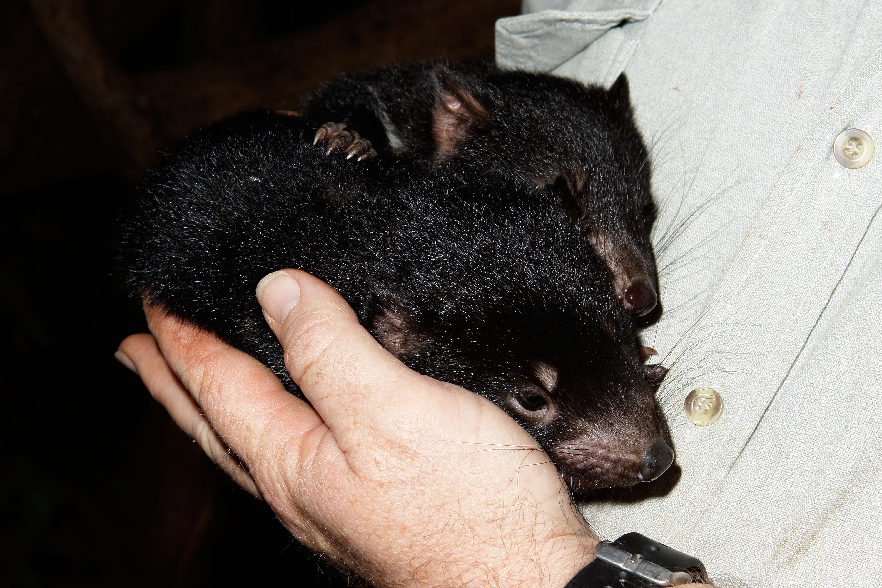 Four Cute Tasmanian Devil Babies Born at the Taronga Zoo! | POPSUGAR Pets