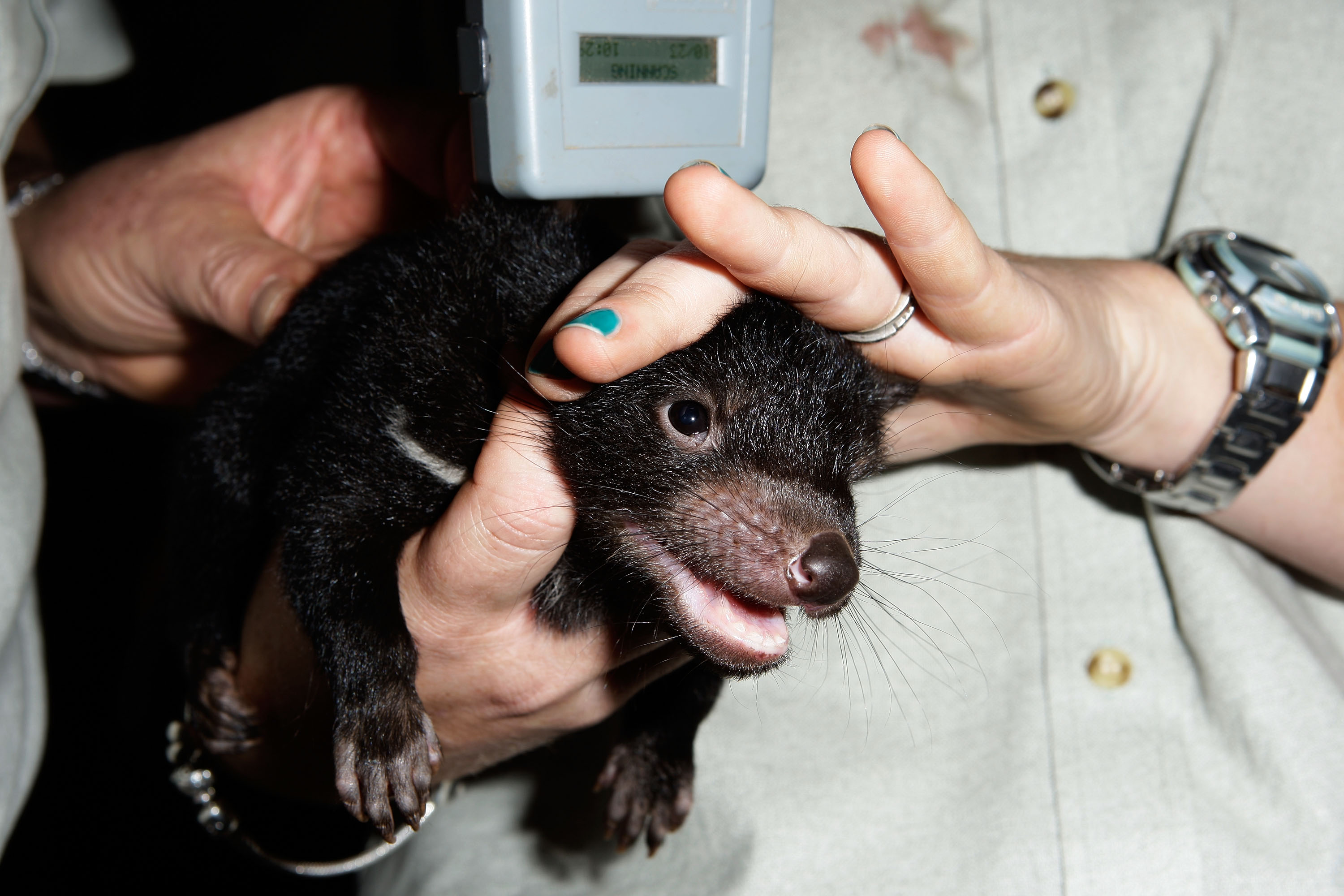 Four Cute Tasmanian Devil Babies Born at the Taronga Zoo! | POPSUGAR Pets