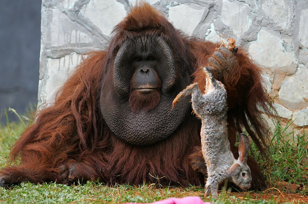 jelly cat orangutan