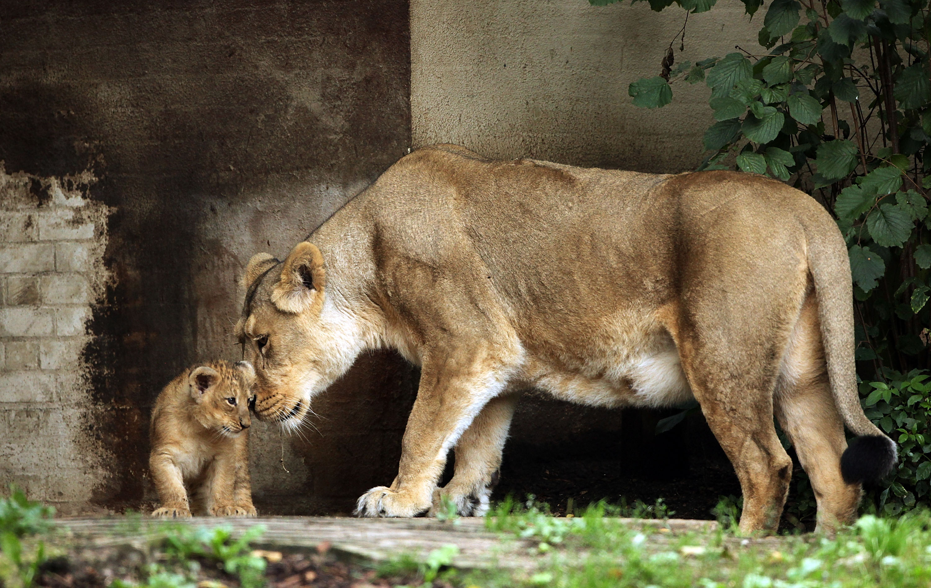 Image Image