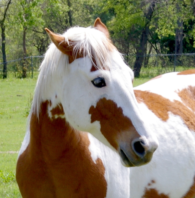 Popular Pet Horse Names Most Popular Pet Names For Animals Other Than 