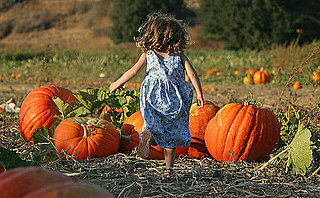 Will You Pick Up Your Pumpkins at a Patch or Supermarket? Will You Pick Up Your Pumpkins at a Patch or Supermarket?