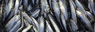 Little Fish Offers Big Doses of Vitamin D Little Fish Offers Big Doses of Vitamin D