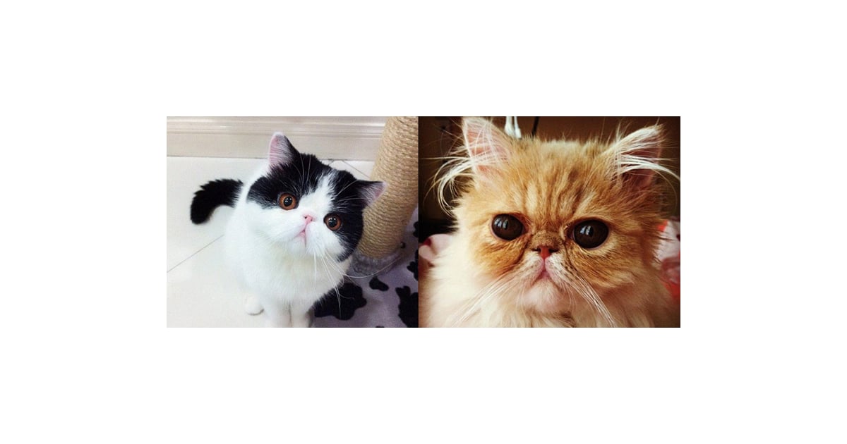 Smushed Face Cats of Instagram POPSUGAR Australia Tech