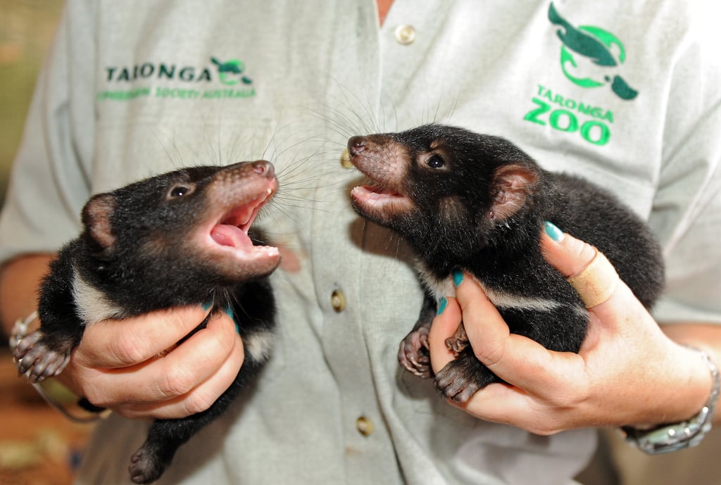 Tasmanian Devil Babies! | POPSUGAR Pets