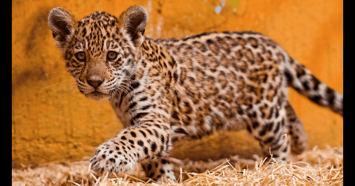 Spot the Differences Between Leopards, Jaguars, and Cheetahs | POPSUGAR
